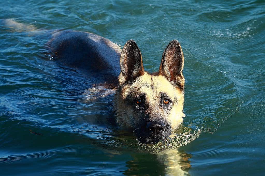 Yes, German Shepherds Can Swim! 5 Facts About These Strong Swimmers