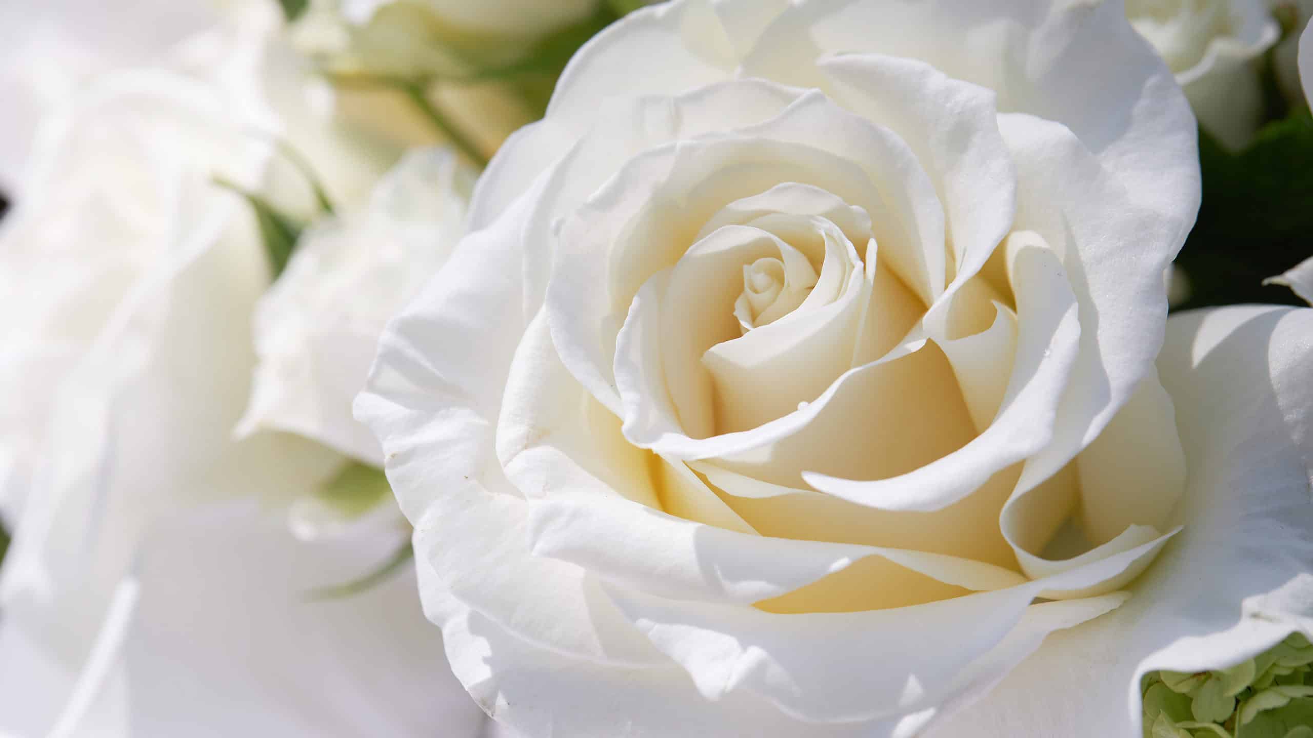 The Right Rose Color for Your Anniversary by Year