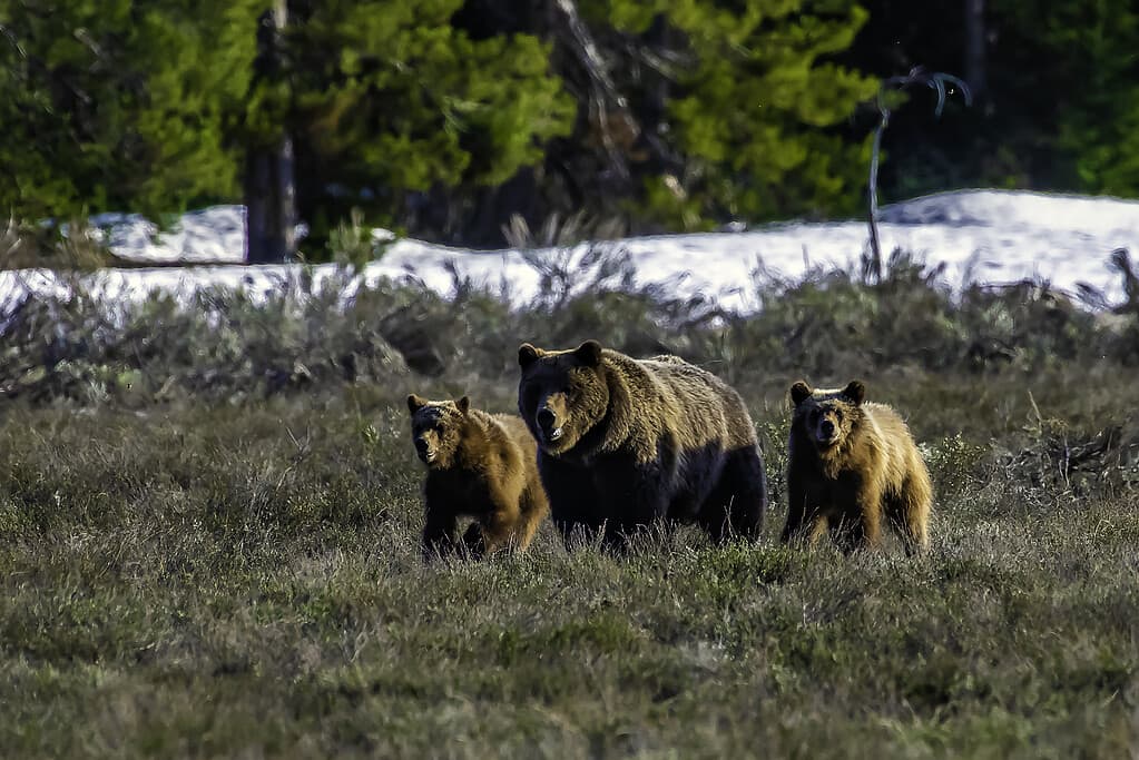 10 Incredible Facts About Yellowstone National Park