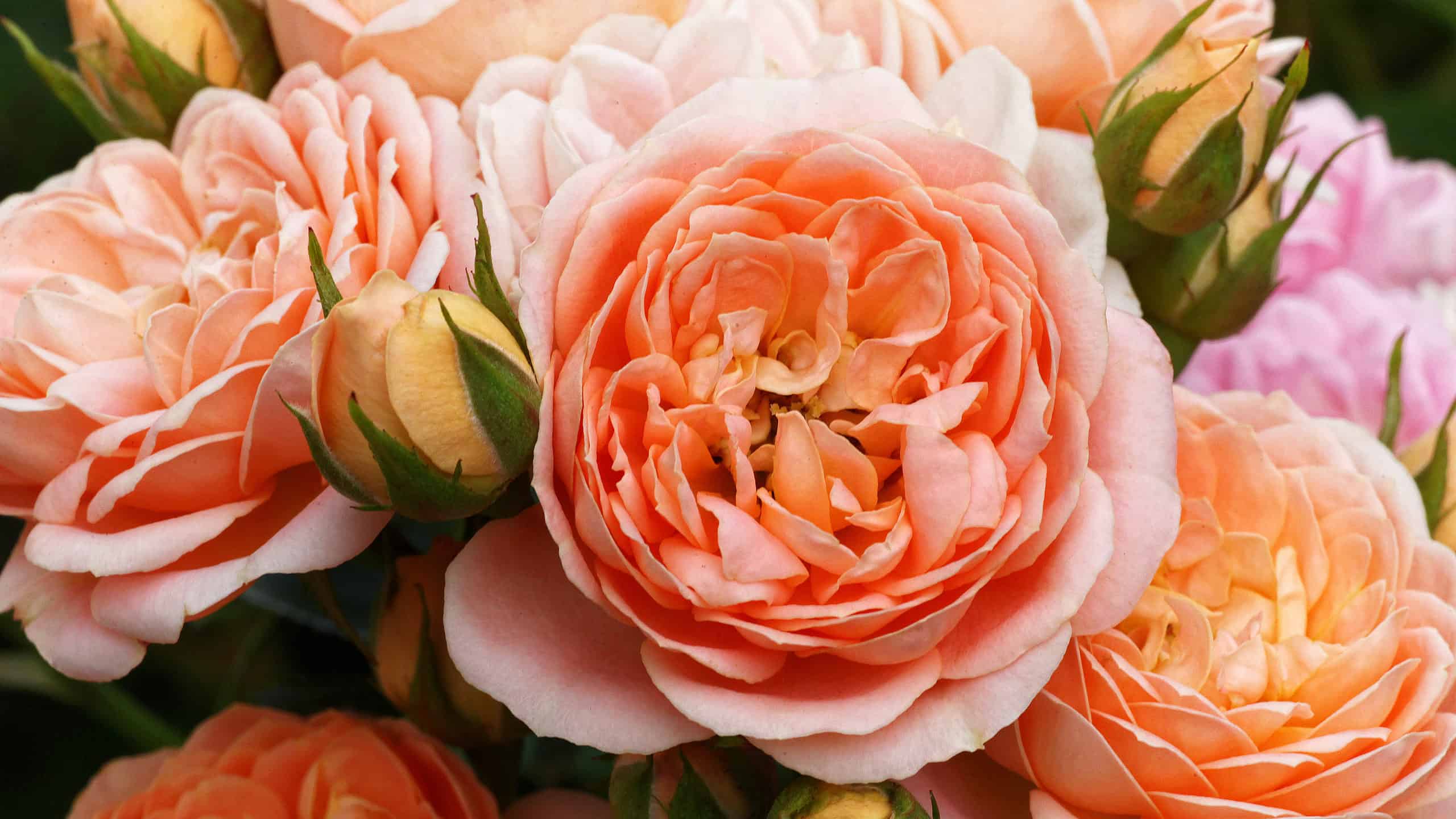 The Right Rose Color for Your Anniversary by Year