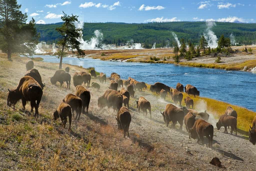 10 Incredible Facts About Yellowstone National Park