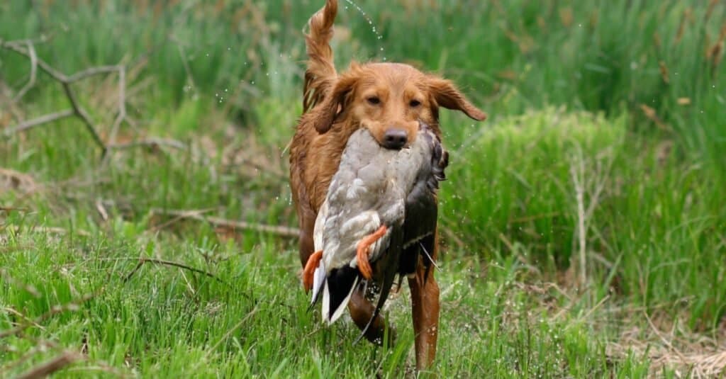 Nova Scotia Duck Tolling Retriever Prices 2024: Purchase Cost, Vet Bills, and More!