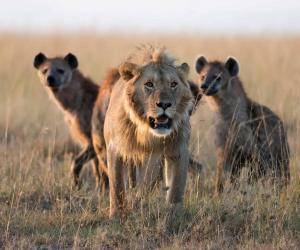 These Hyenas Risk Everything to Steal a Bite From Lions