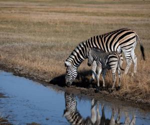 A Mother Zebra Drop Kicks a Lion in The Face To Protect Her Baby