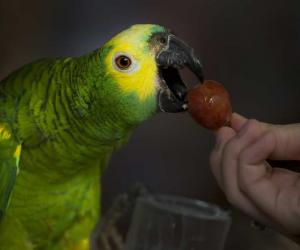 Yes, Parrots Can Eat Grapes (But Follow These 2 Steps)