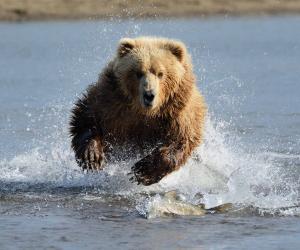 This Man Comes Face to Face With a Charging Bear and Doesn't Run