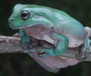 5 Cheapest Frogs To Keep as Pets