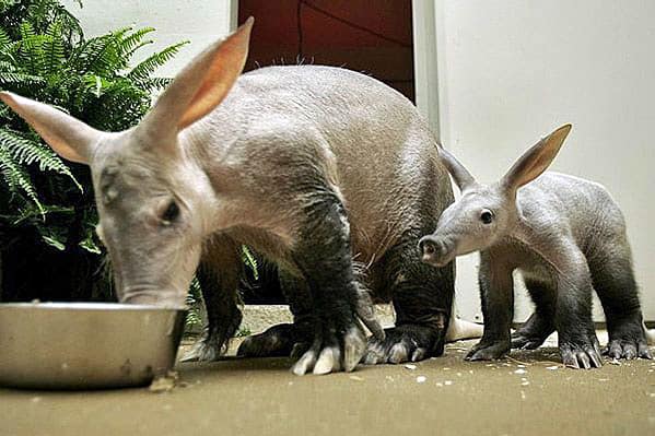 Baby Aardvark: 10 Pictures and 6 Amazing Facts