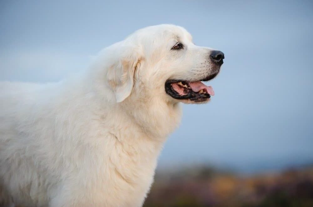 Great Pyrenees Grooming Guide