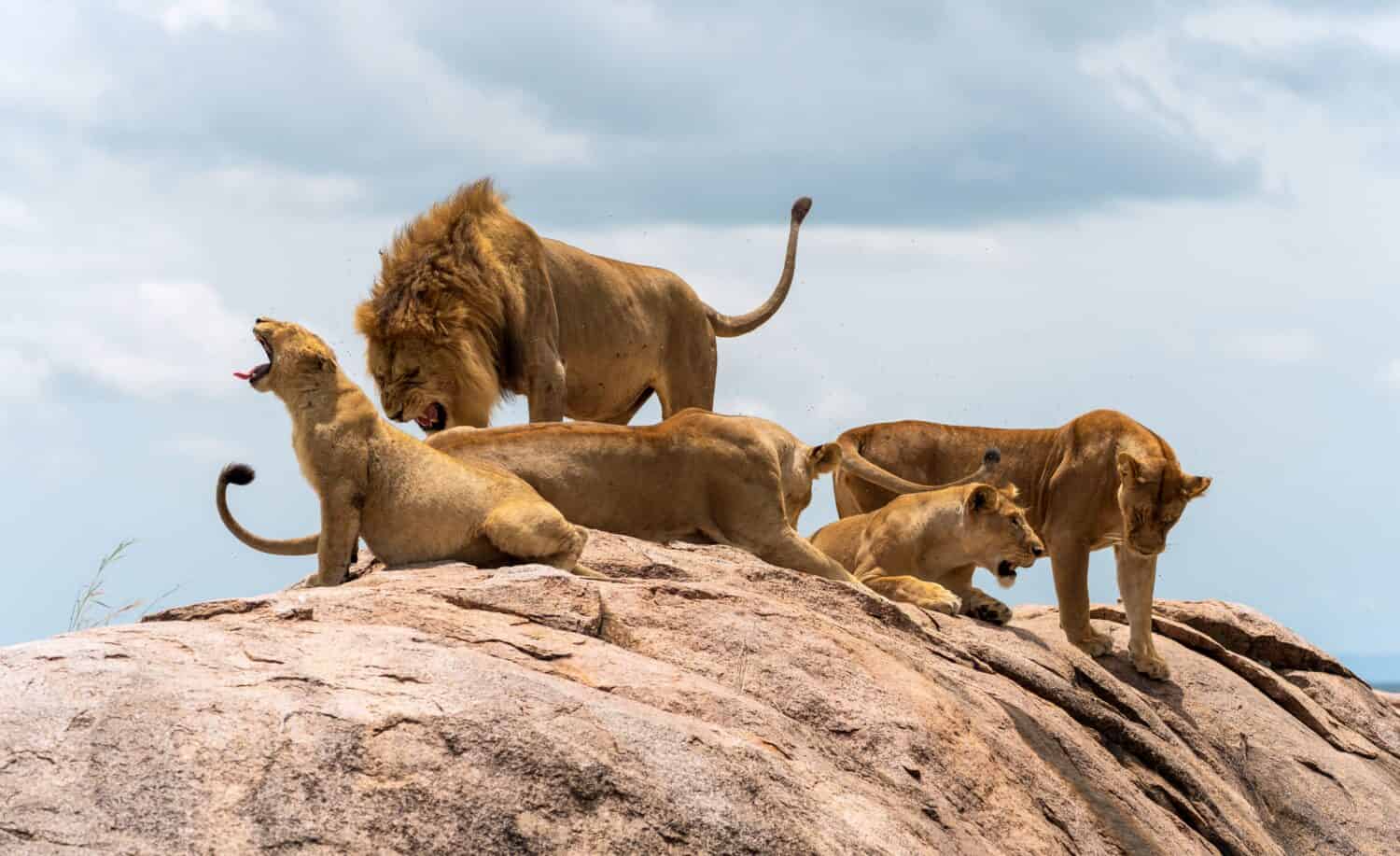 These Lions Launch a Coordinated Attack Against a Zebra