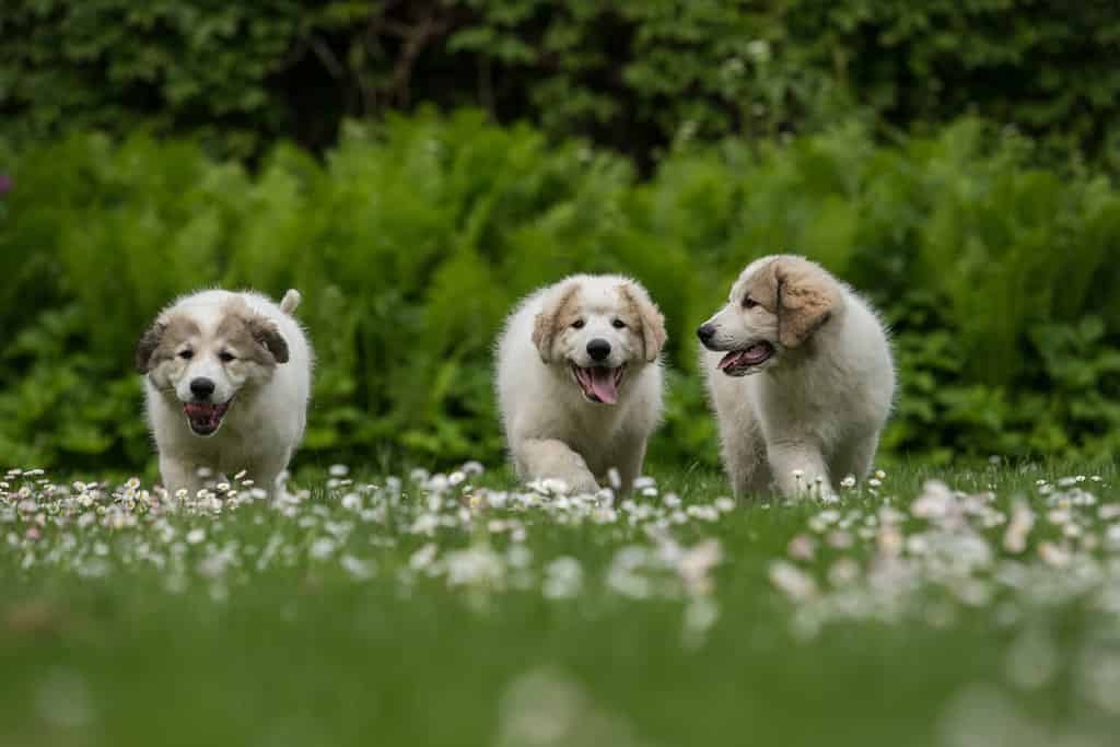 Great Pyrenees Grooming Guide