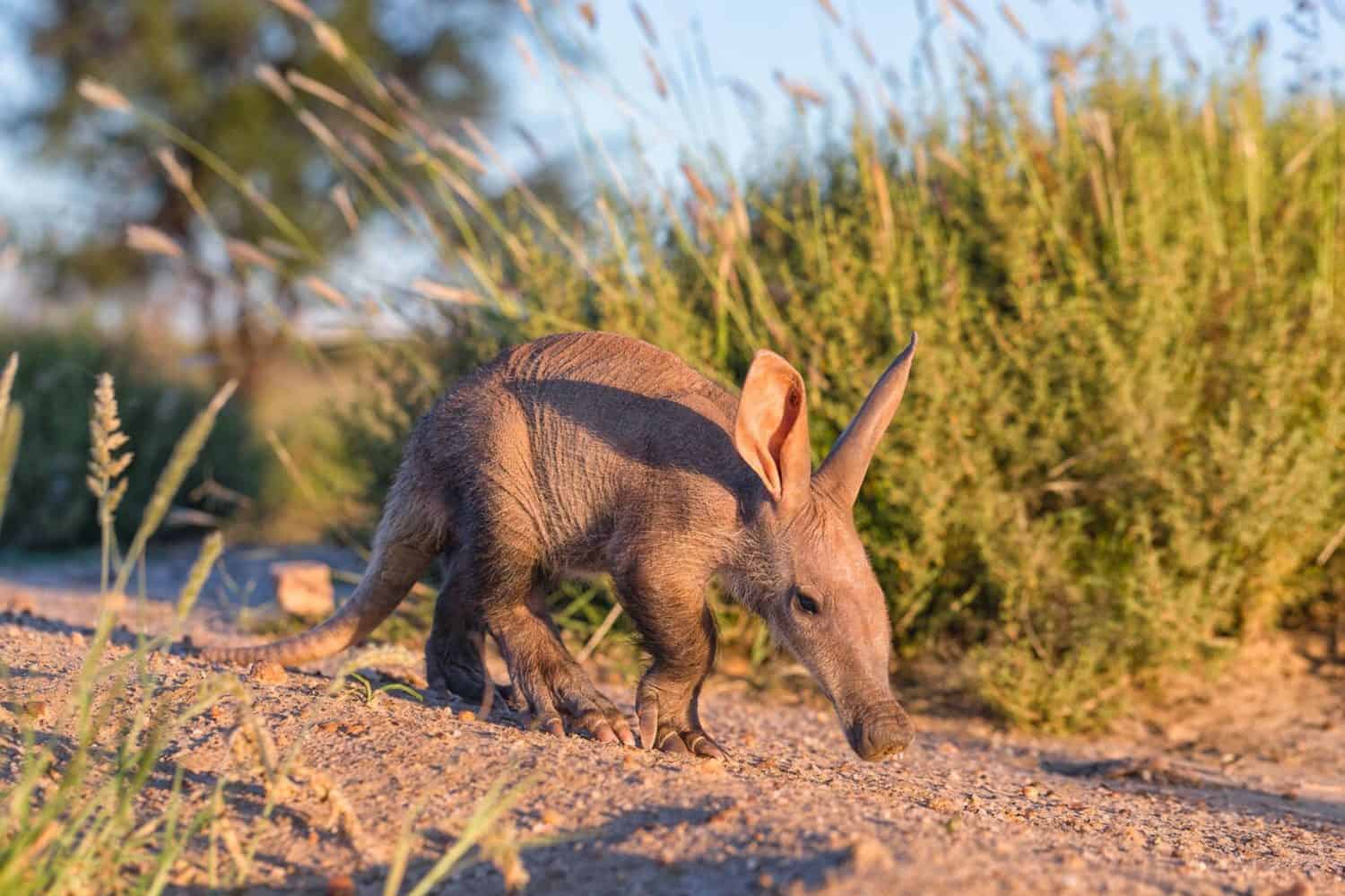 Baby Aardvark: 10 Pictures and 6 Amazing Facts