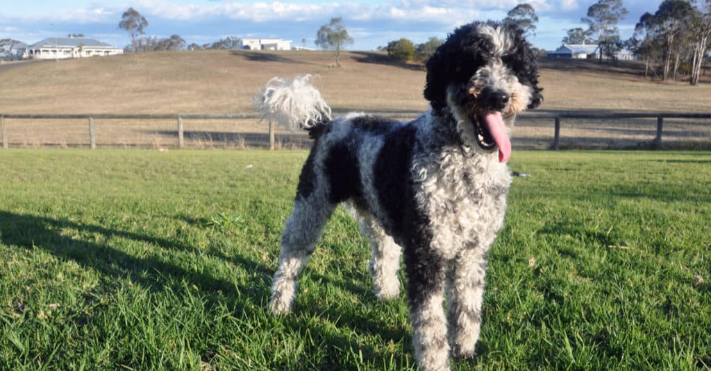 Schnoodle Prices in 2024: Purchase Cost, Vet Bills, and More!