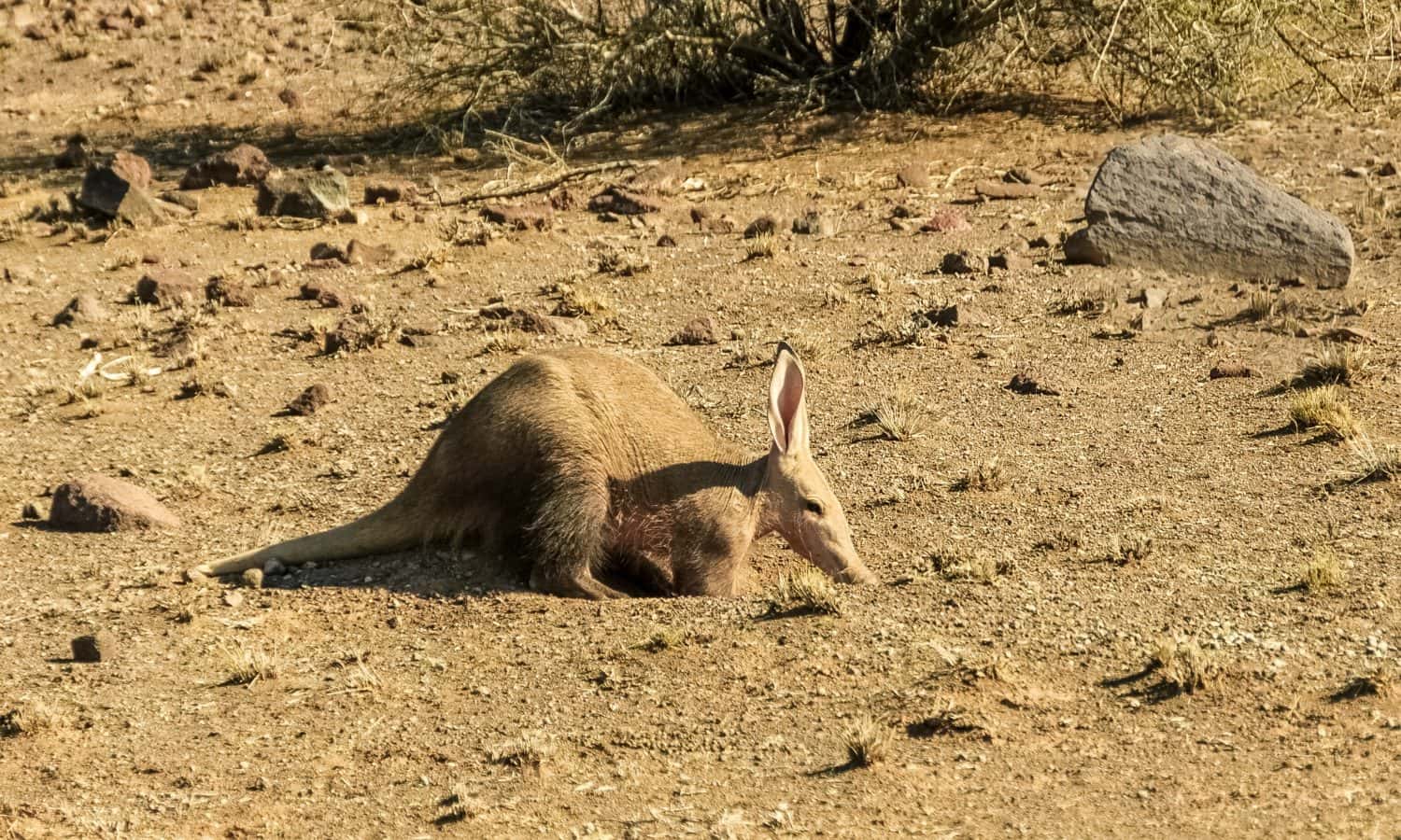 Baby Aardvark: 10 Pictures and 6 Amazing Facts