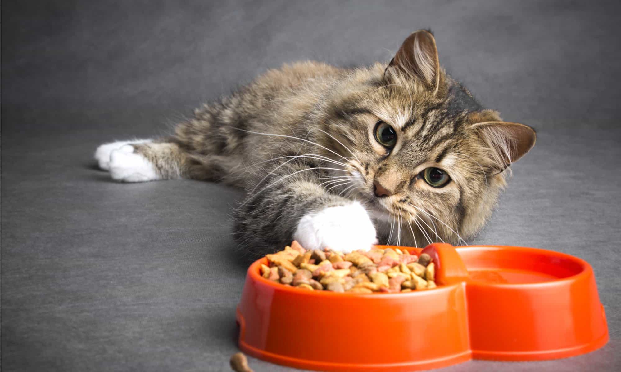 Can Cats Get IBS? 10 Things You Need to Know