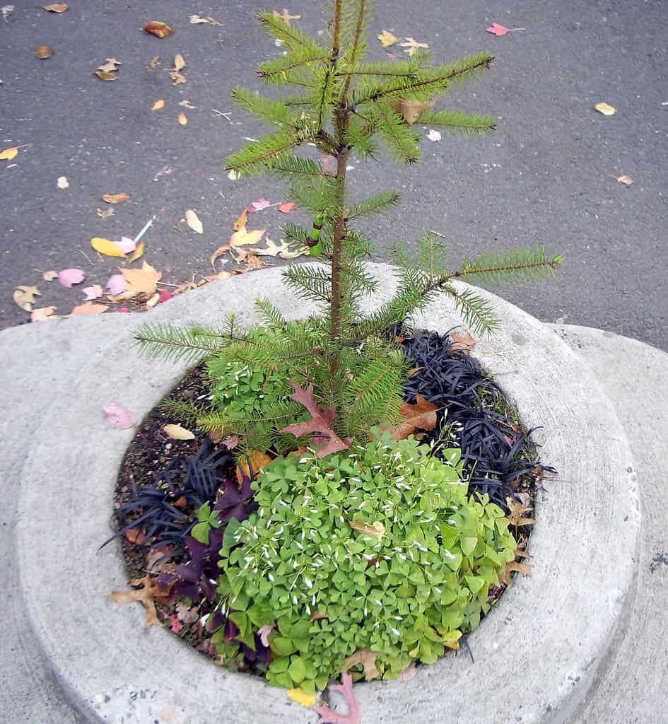 The Smallest Park in the World Is Hilariously Tiny