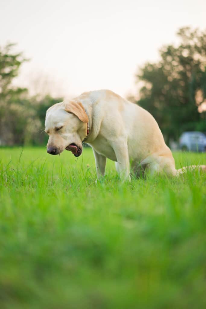 Can Your Dog Catch Your Cold? Sicknesses That Pass Between Dogs and People