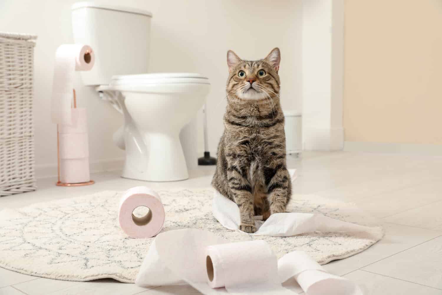 Can Cats Get IBS? 10 Things You Need to Know