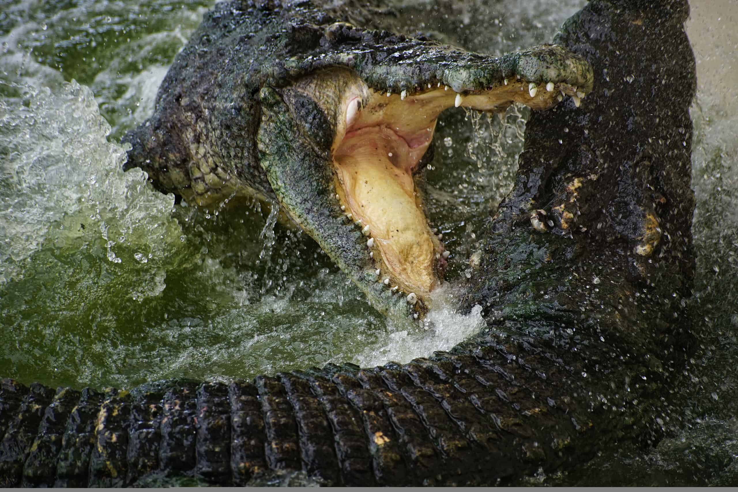 Mayhem Breaks Out At the River When Crocodiles Attack Wildebeest