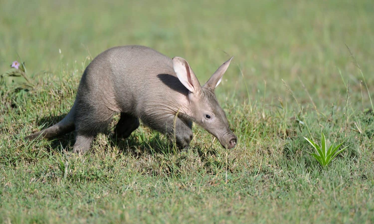 Baby Aardvark: 10 Pictures and 6 Amazing Facts