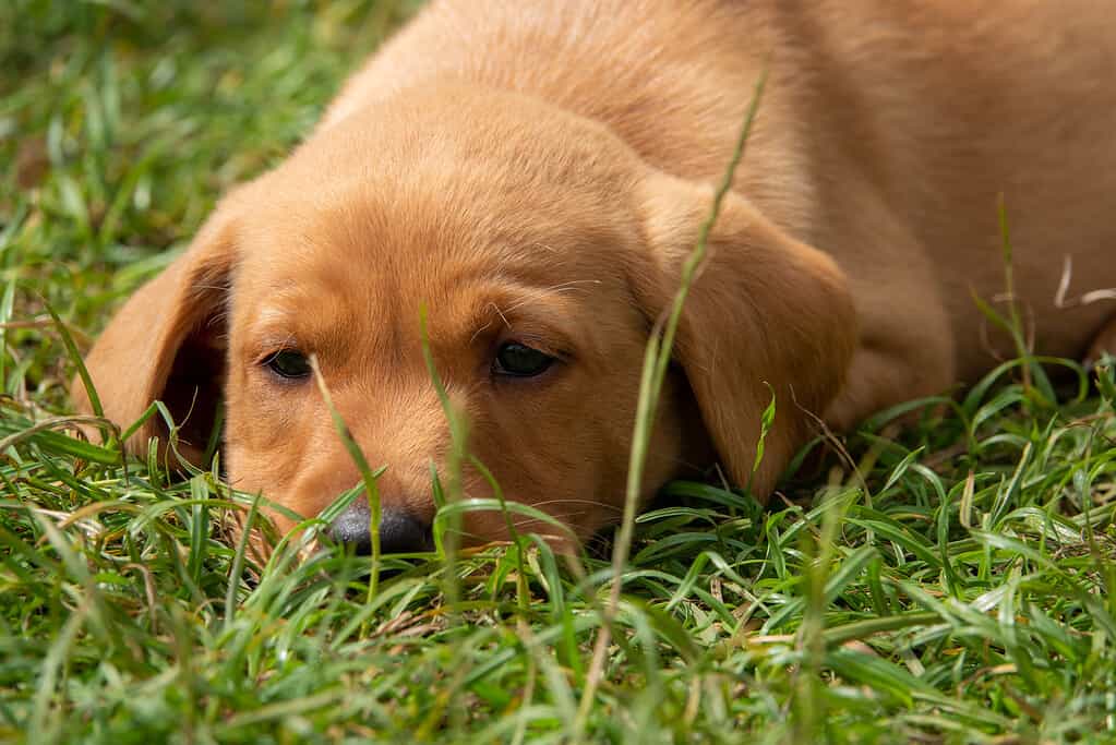 Labrador Retriever Puppies: Pictures, Adoption Tips, and More!