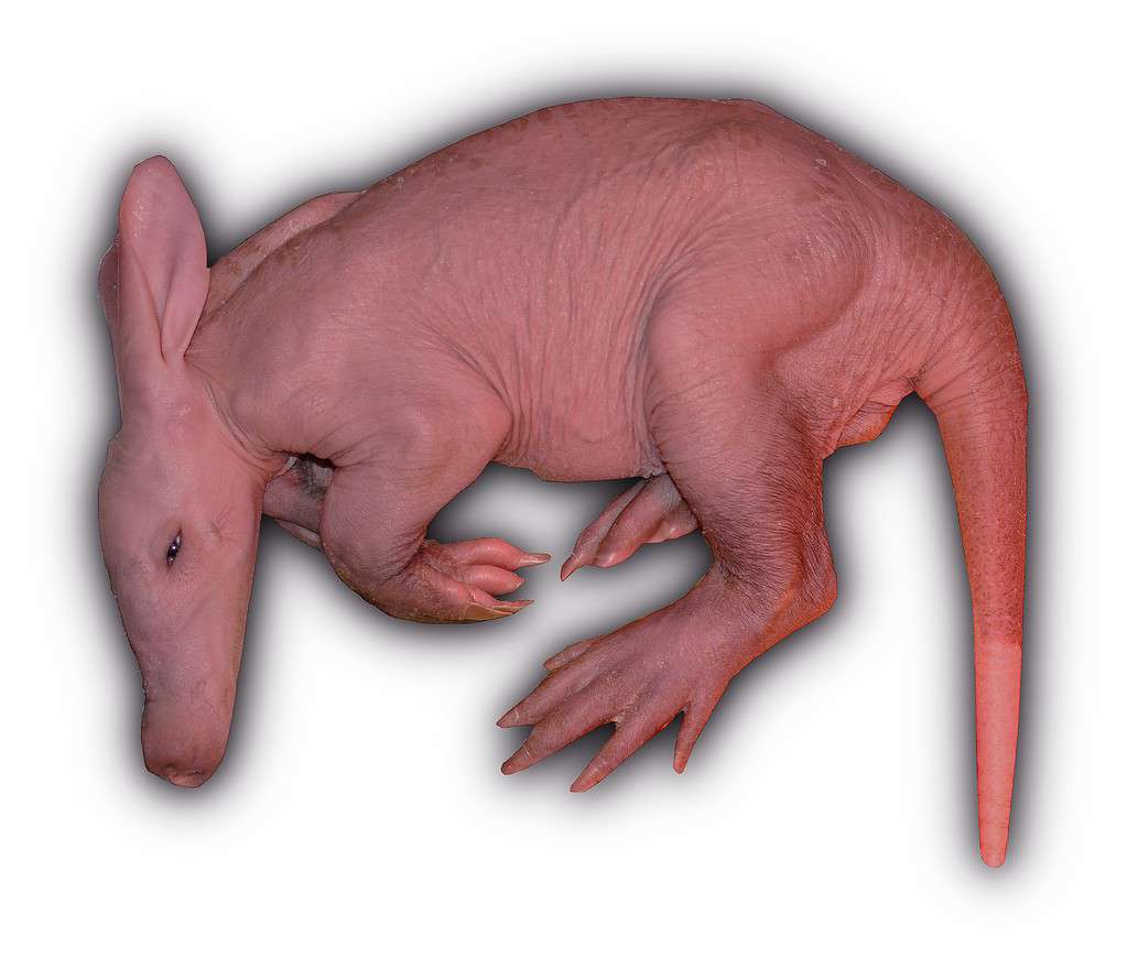 Baby Aardvark: 10 Pictures and 6 Amazing Facts