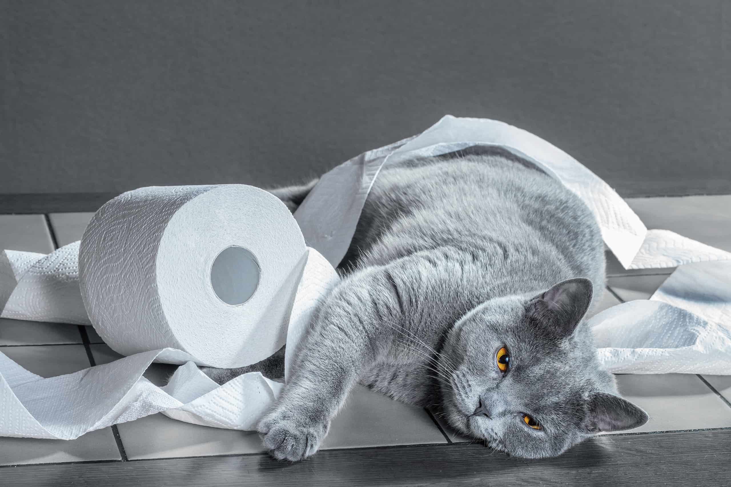 Can Cats Get IBS? 10 Things You Need to Know