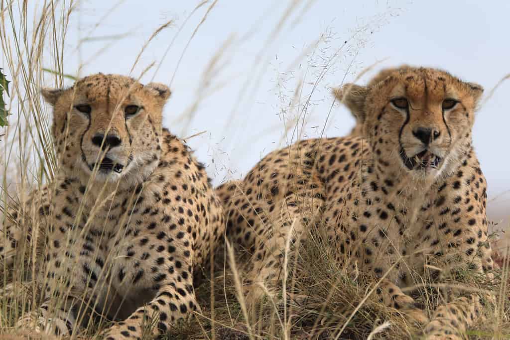 Don't Miss The Moment When Cheetahs Gang Up and Jump On Top of a Safari Jeep