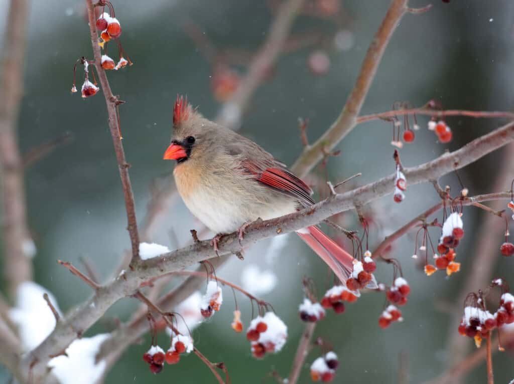 What Do Cardinals Eat In The Winter? 5 Common Foods