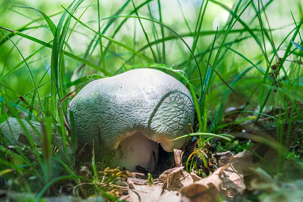 6 Types of Gilled Mushrooms