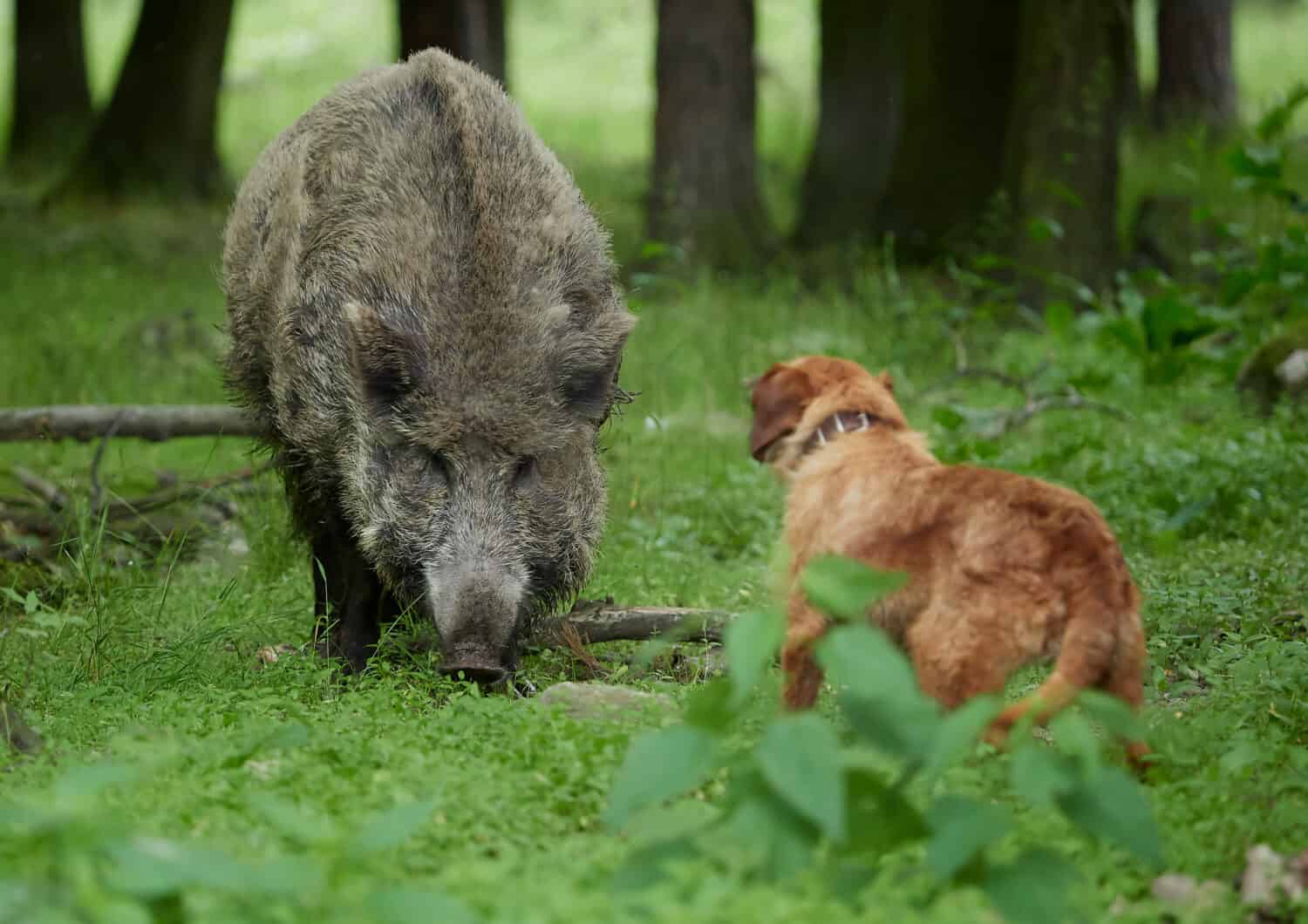 That Moment a Wild Boar Attacks a Man... And a Heroic Dog Saves Him