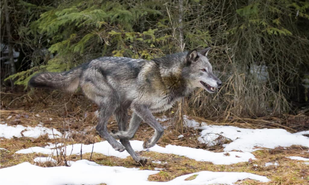 Gorilla vs Wolf: Who Would Win in a Fight?