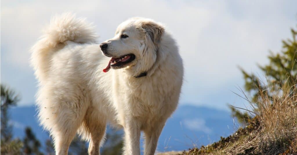 Great Pyrenees Grooming Guide