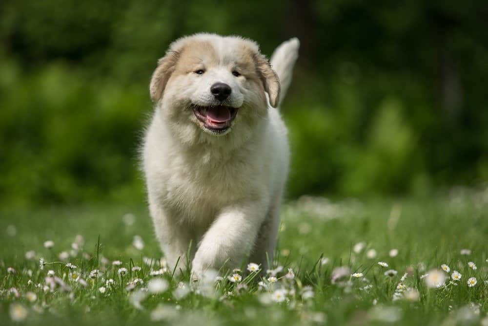 Great Pyrenees Grooming Guide