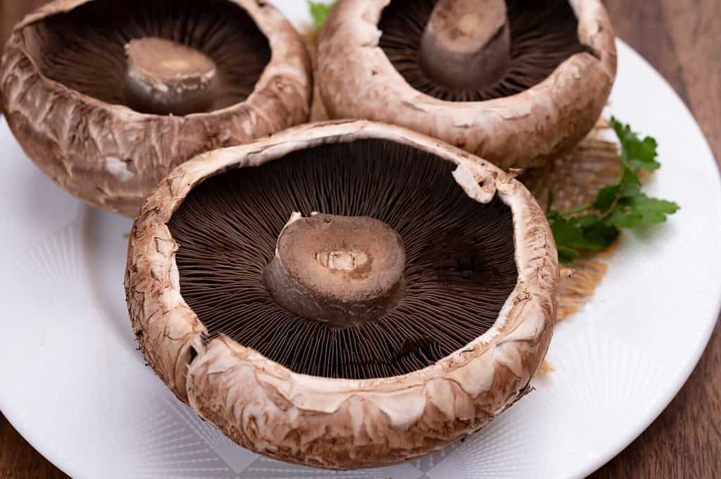 6 Types of Gilled Mushrooms