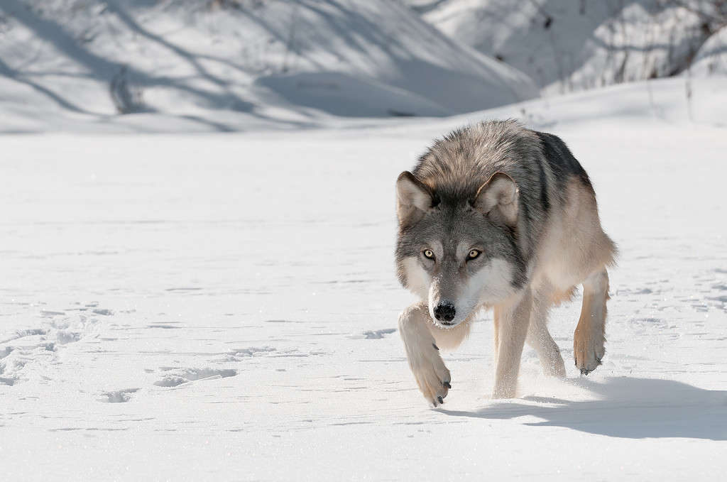 Gorilla vs Wolf: Who Would Win in a Fight?