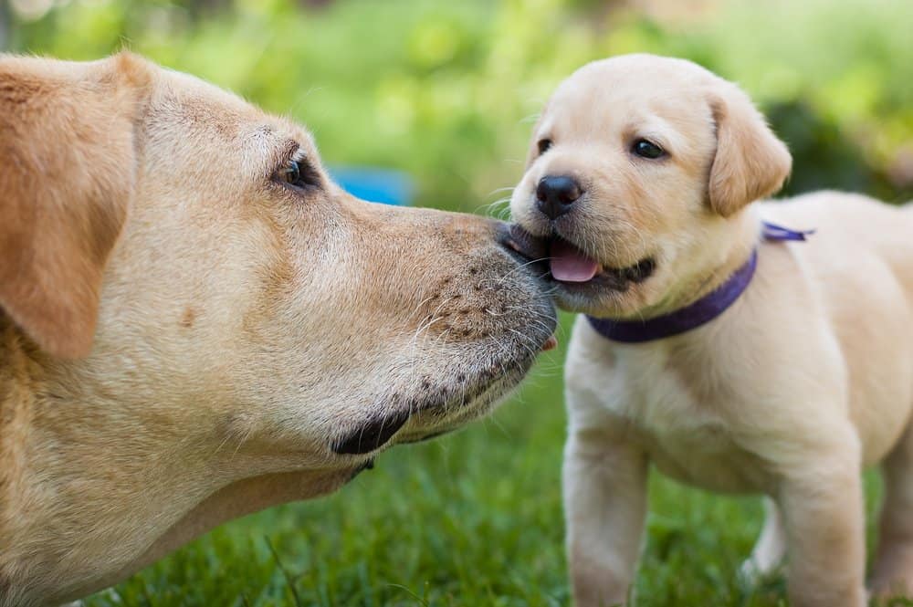 Labrador Retriever Puppies: Pictures, Adoption Tips, and More!