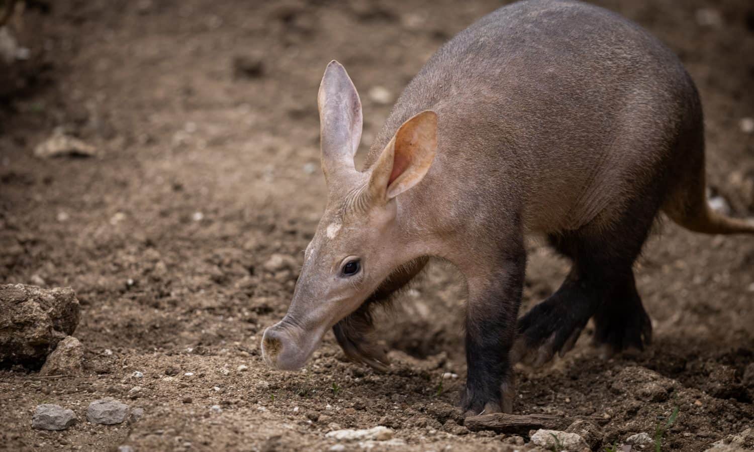 Baby Aardvark: 10 Pictures and 6 Amazing Facts