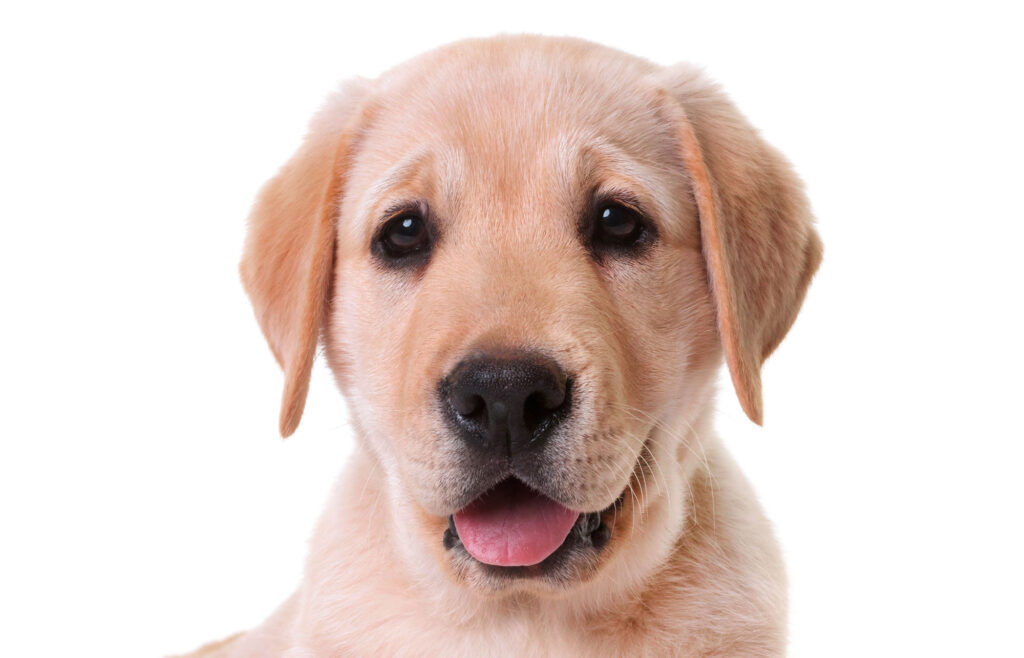 Labrador Retriever Puppies: Pictures, Adoption Tips, and More!