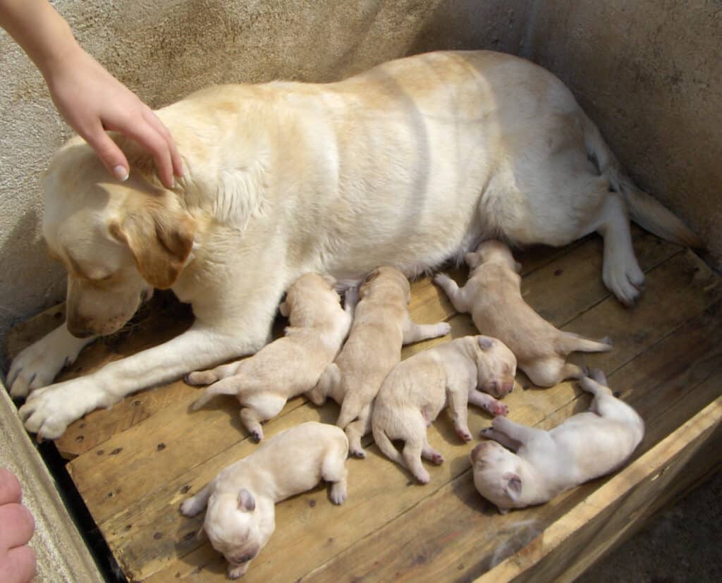 Labrador Retriever Puppies: Pictures, Adoption Tips, and More!