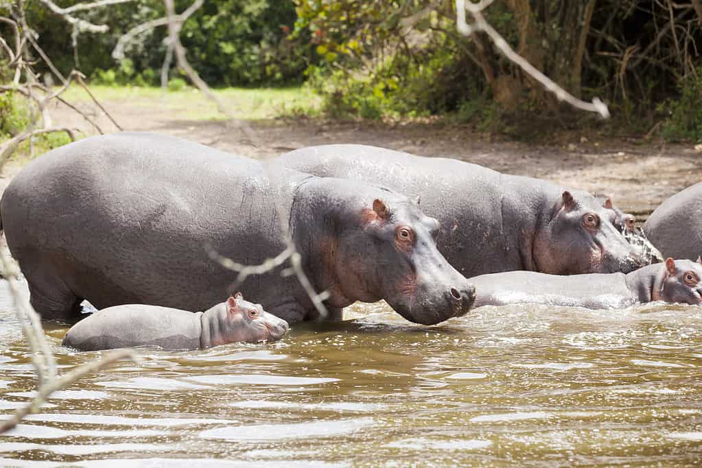 Mayhem Breaks Out At the River When Crocodiles Attack Wildebeest