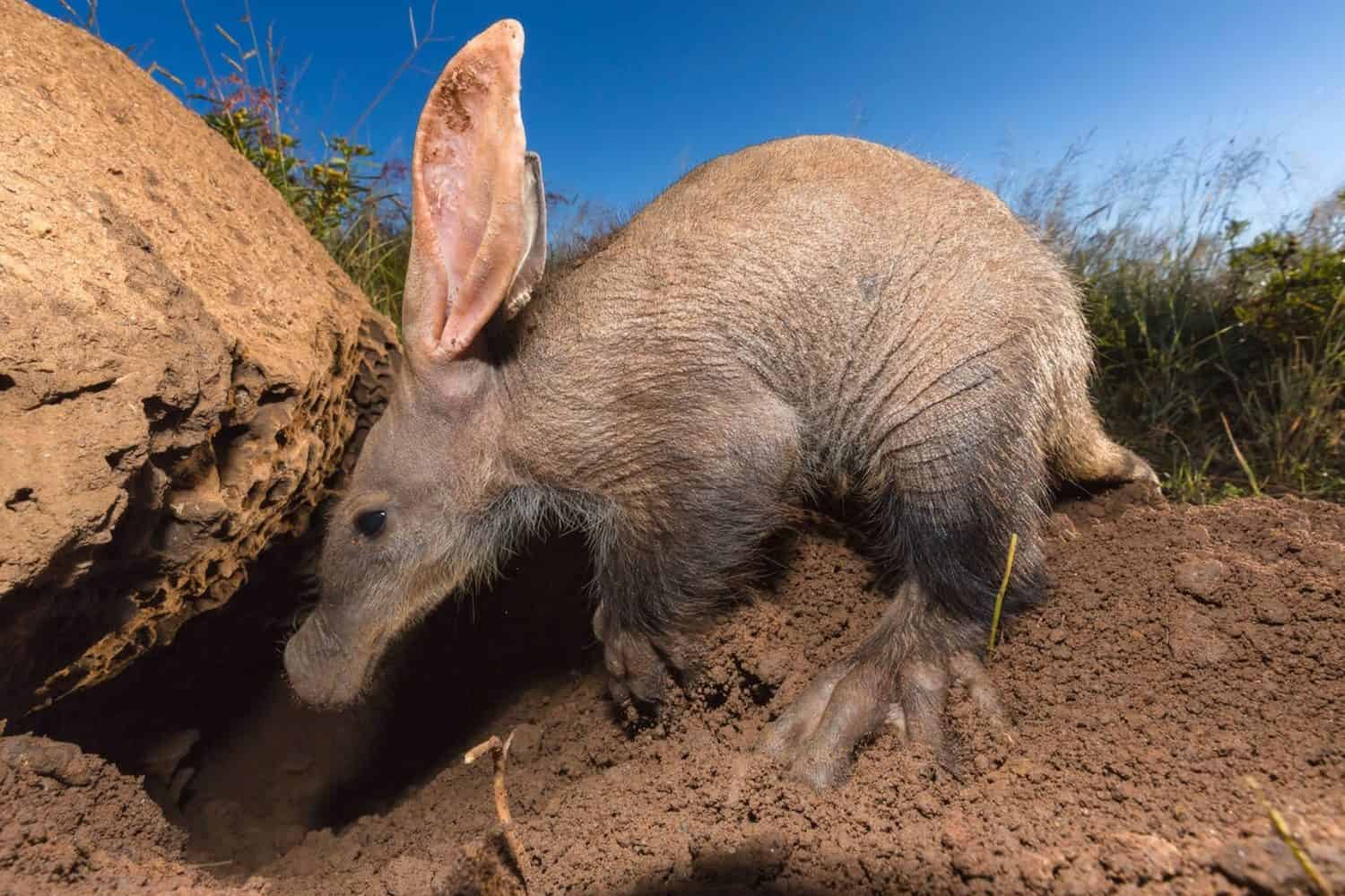 Baby Aardvark: 10 Pictures and 6 Amazing Facts