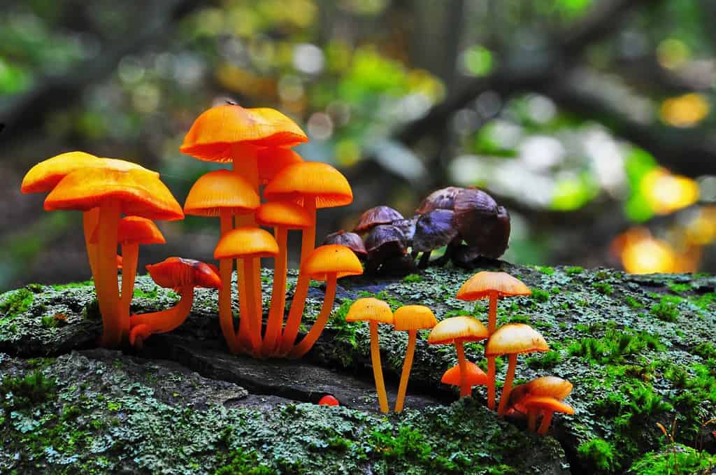 6 Types of Gilled Mushrooms