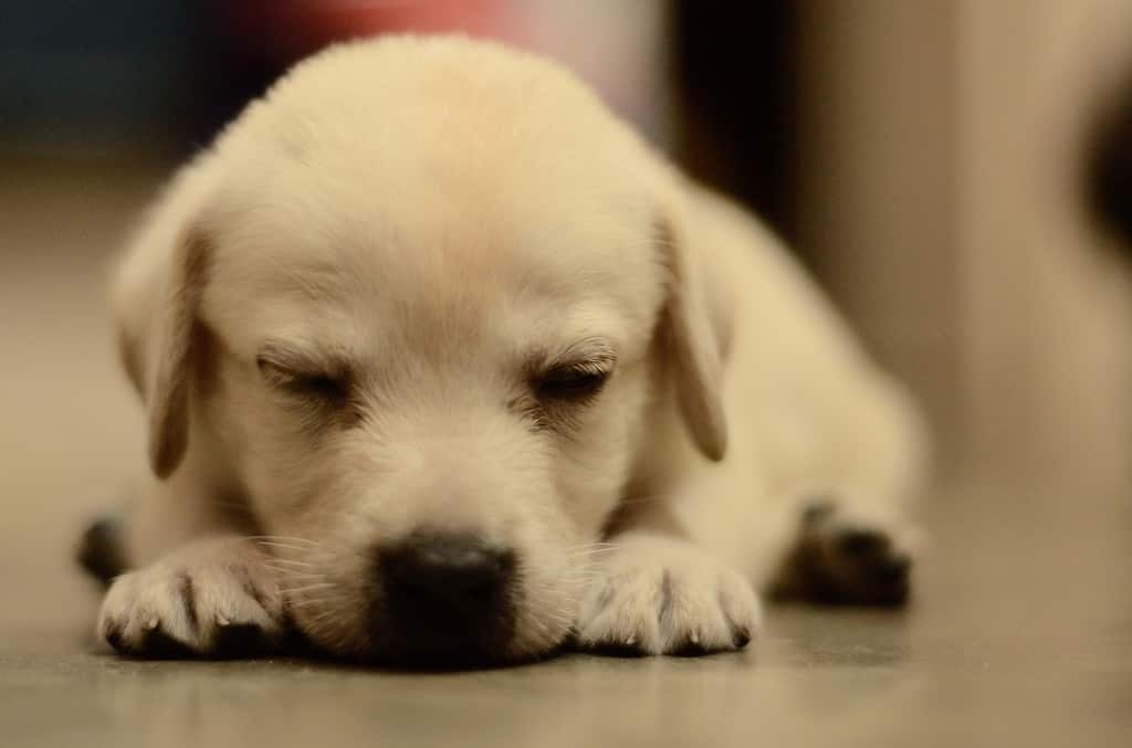 Labrador Retriever Puppies: Pictures, Adoption Tips, and More!