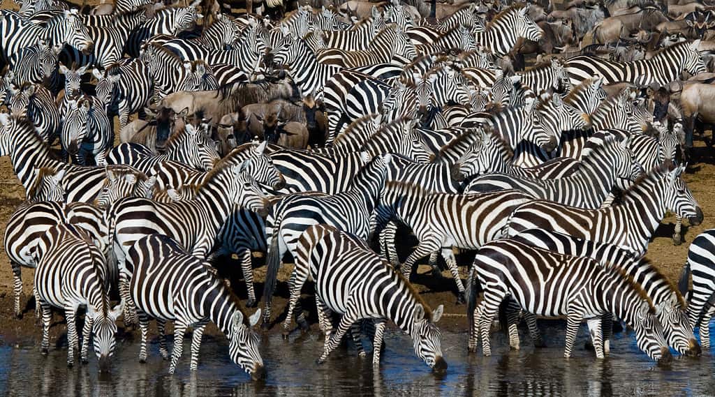 These Lions Launch a Coordinated Attack Against a Zebra