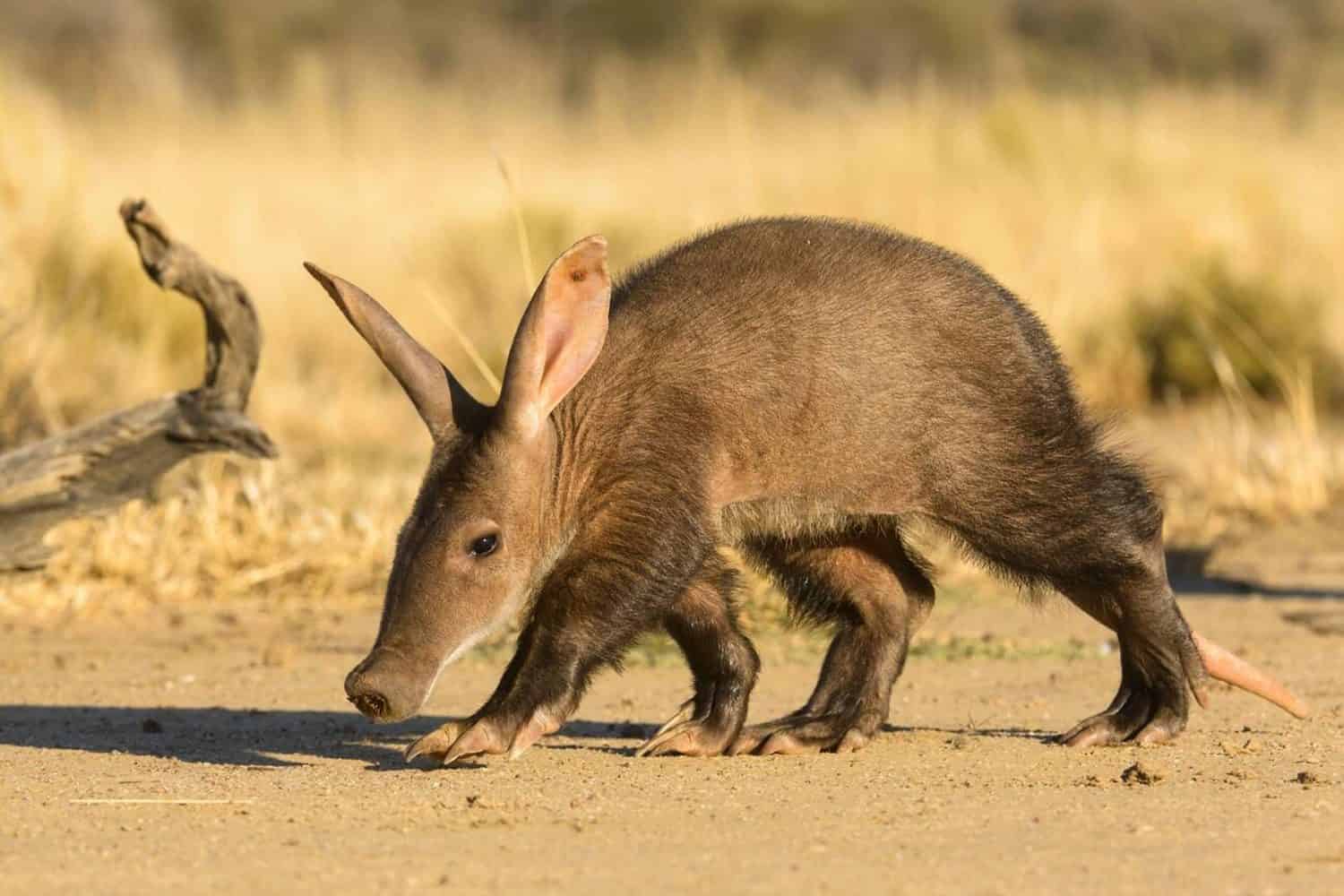 Baby Aardvark: 10 Pictures and 6 Amazing Facts