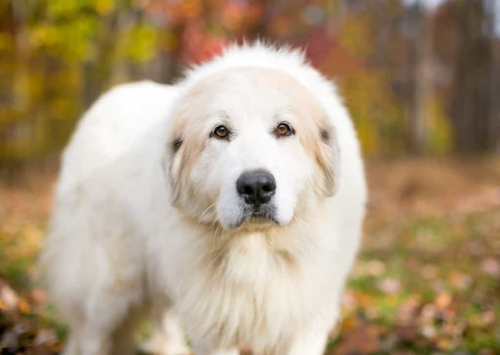 Great Pyrenees Grooming Guide