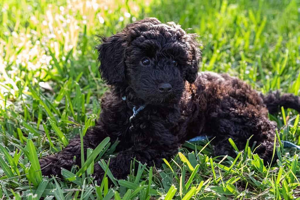 Schnoodle Prices in 2024: Purchase Cost, Vet Bills, and More!