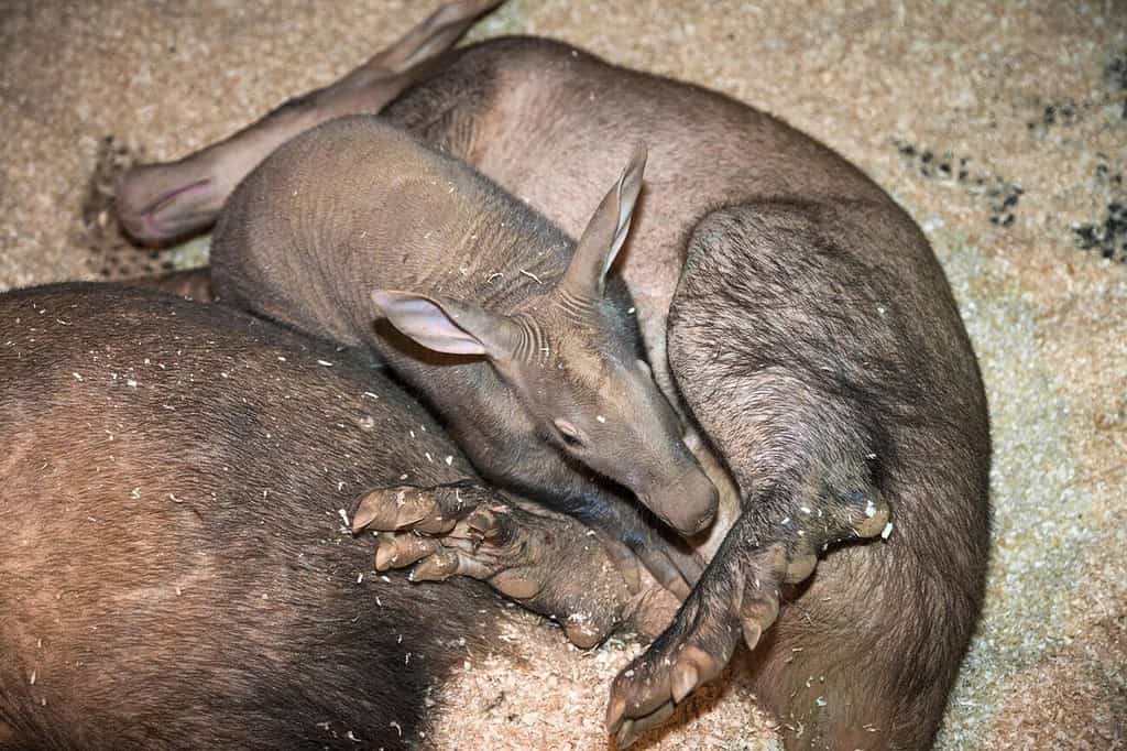 Baby Aardvark: 10 Pictures and 6 Amazing Facts