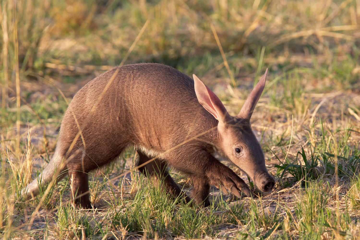 Baby Aardvark: 10 Pictures and 6 Amazing Facts